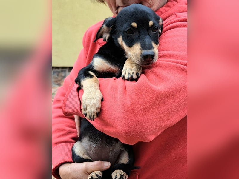 Kleinbleibendes Welpenmädel möchten Rumänien schnell verlassen