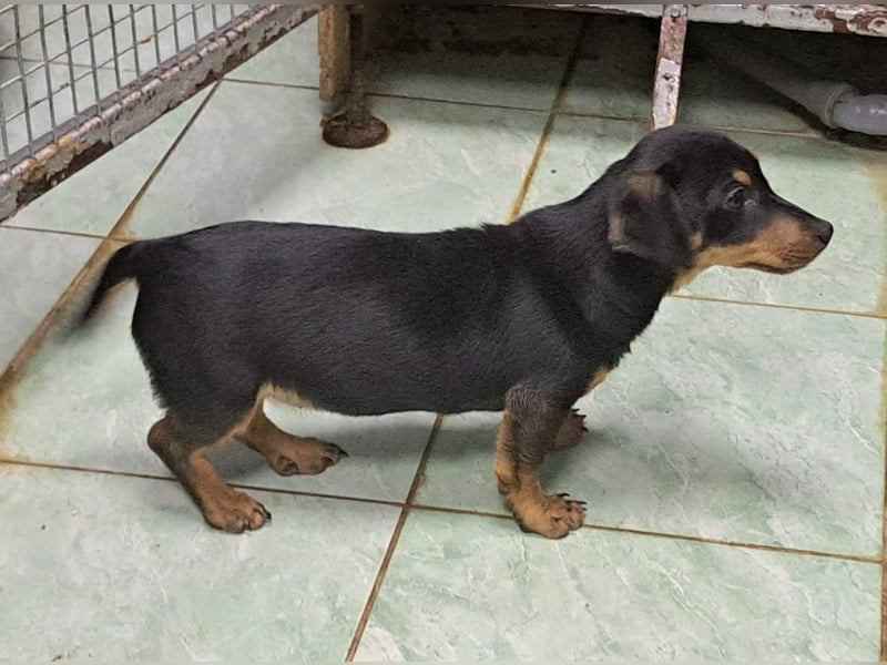 Der Winter in Rumänien ist soooo kalt, Dackelwelpe Mia möchte schnell aureisen