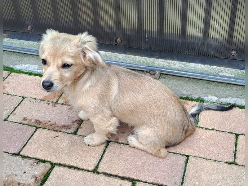 Kleinbleibende Welpen möchten Rumänien schnell verlassen