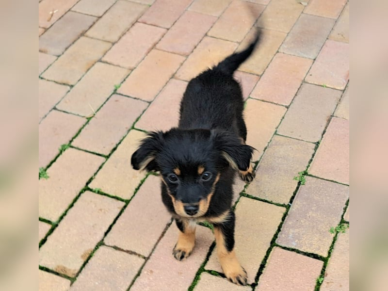 Kleinbleibende Welpen möchten Rumänien schnell verlassen