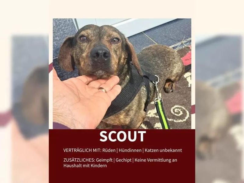Scout sucht ein glückliches Zuhause