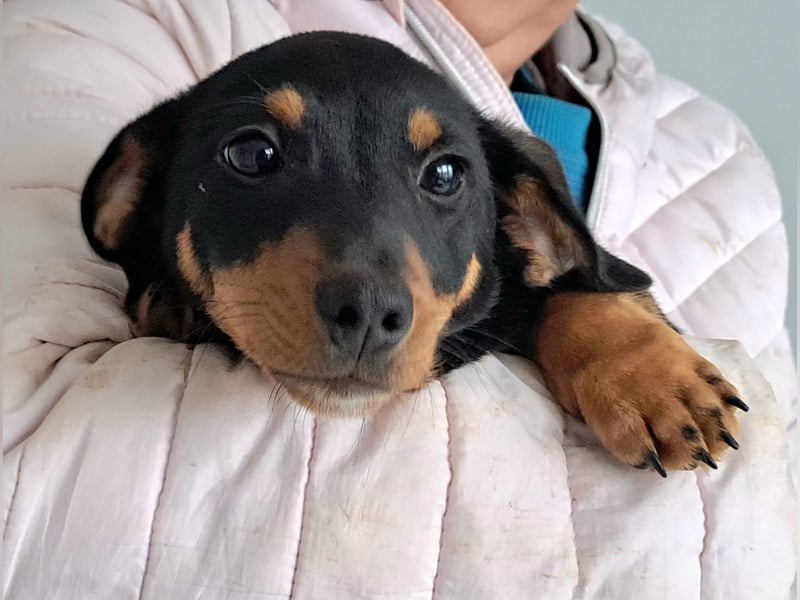 Der Winter in Rumänien ist soooo kalt, Dackelwelpe Mia möchte schnell aureisen