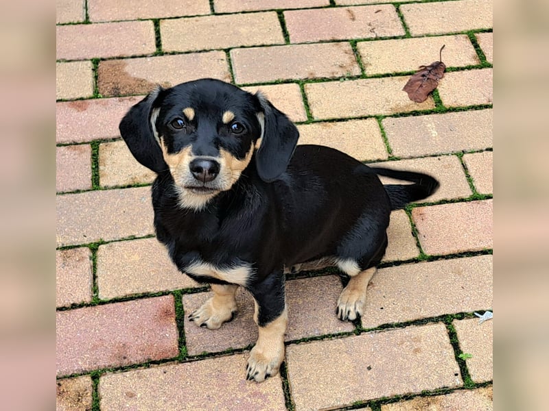 Kleinbleibendes Welpenmädel möchten Rumänien schnell verlassen