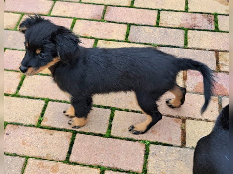 Kleinbleibende Welpen möchten Rumänien schnell verlassen