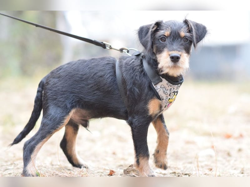 Rusty - kleiner Herzensbrecher, freundlich & verschmust