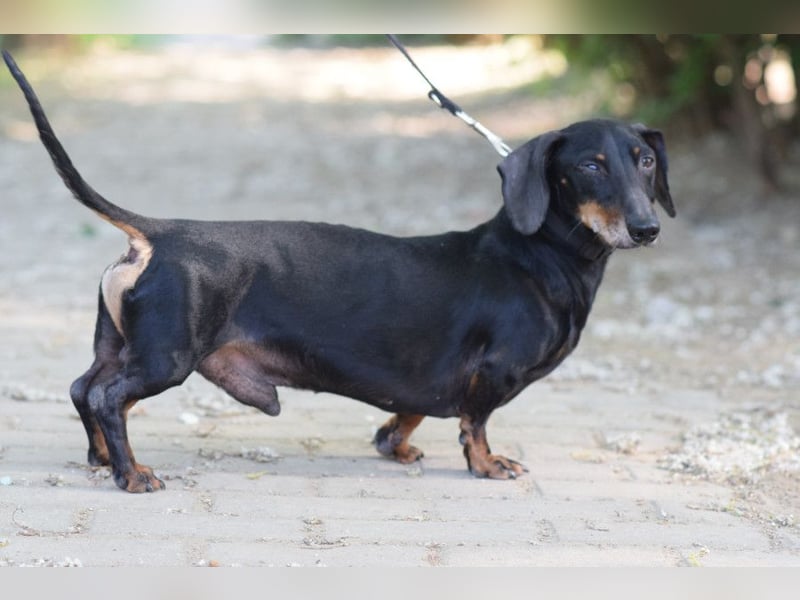 Paddy - lieber, freundlicher, charmanter Dackel Rüde