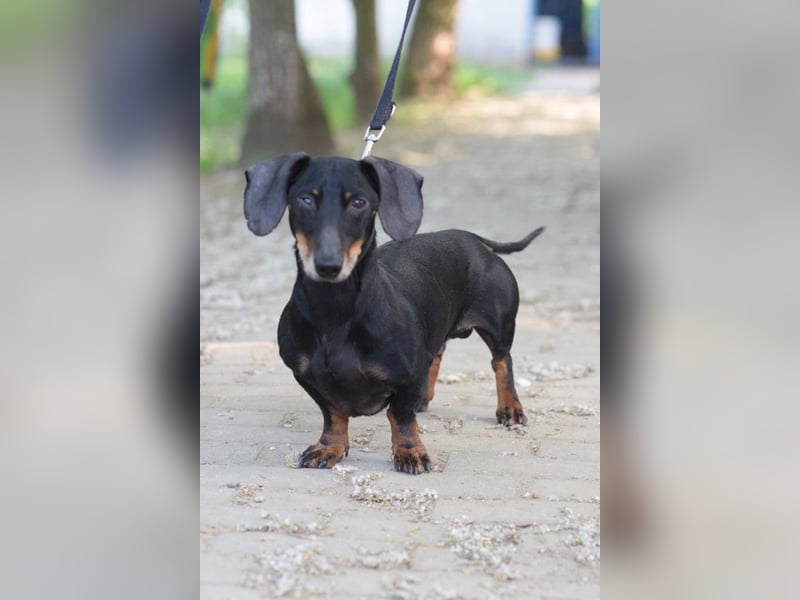 Paddy - lieber, freundlicher, charmanter Dackel Rüde