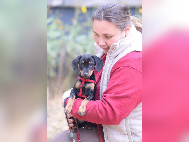Rachel - liebes Hundemädchen das anfangs etwas vorsichtig ist