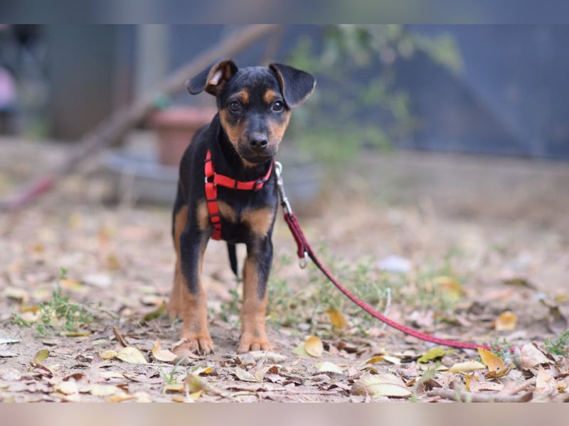 Rocky - zarter Hundejunge, vorsichtig & etwas schüchtern
