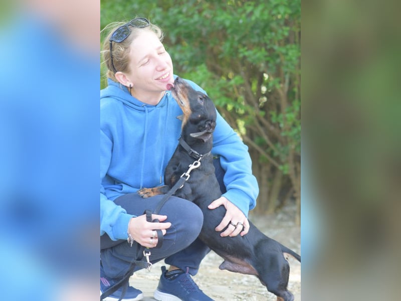 Paddy - lieber, freundlicher und charmanter Dackel Rüde