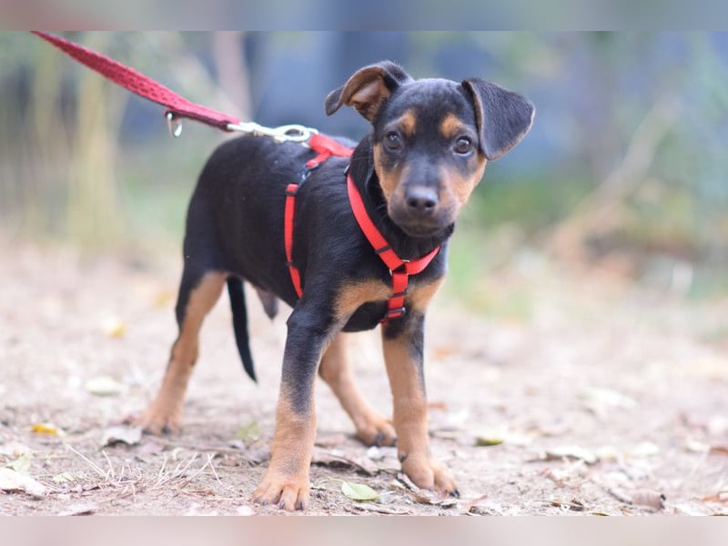 Rocky - zarter Hundejunge, vorsichtig & etwas schüchtern