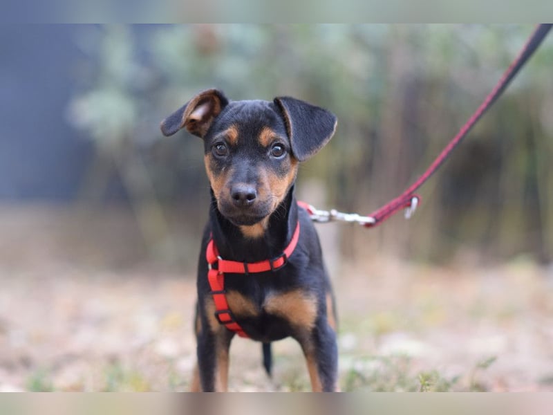 Rocky - zarter Hundejunge, vorsichtig & etwas schüchtern