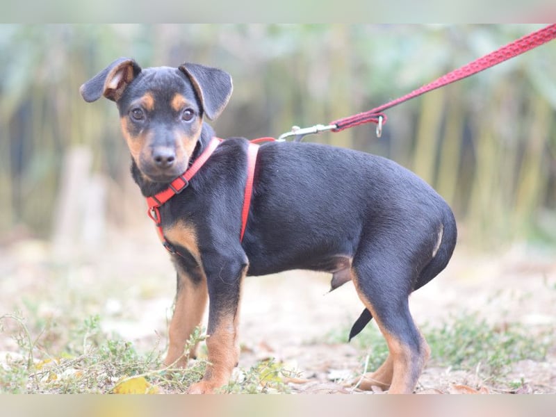 Rocky - zarter Hundejunge, vorsichtig & etwas schüchtern
