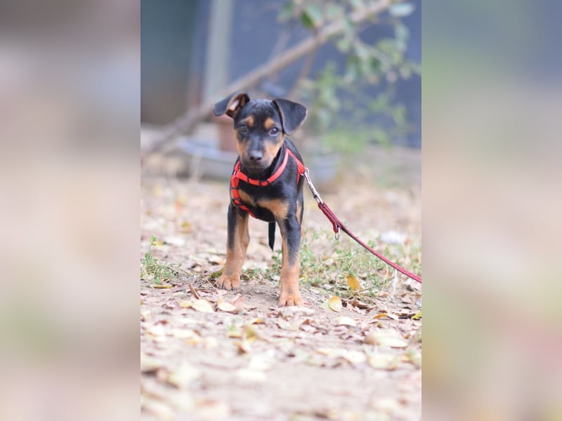 Rocky - zarter Hundejunge, vorsichtig & etwas schüchtern