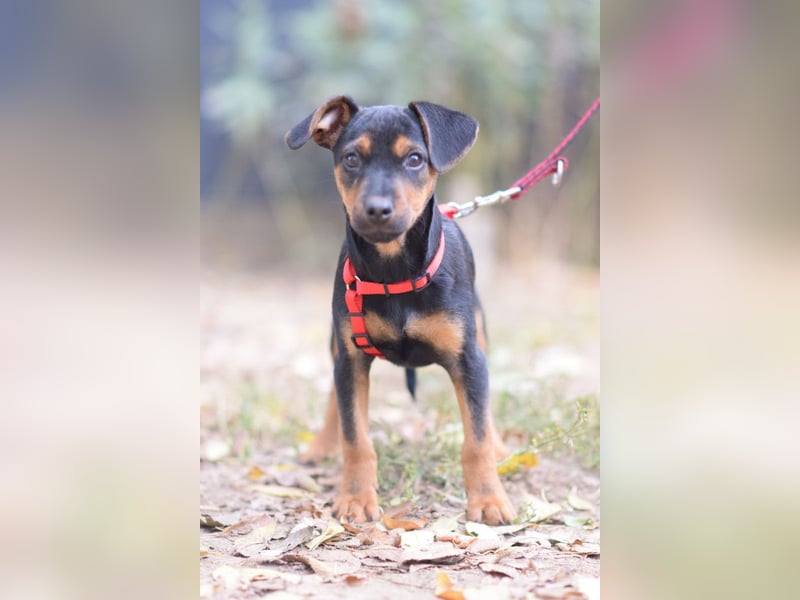 Rocky - zarter Hundejunge, vorsichtig & etwas schüchtern