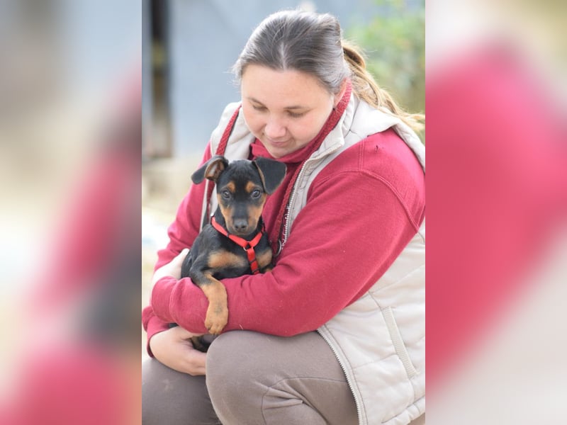 Rocky - zarter Hundejunge, vorsichtig & etwas schüchtern
