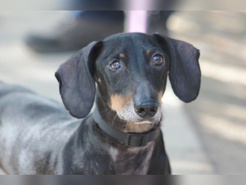 Paddy - lieber, freundlicher, charmanter Dackel Rüde