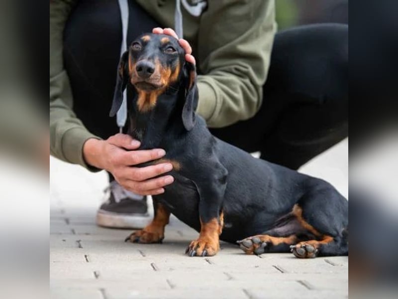 Cassius