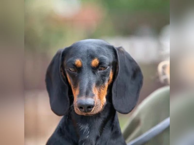 Cassius