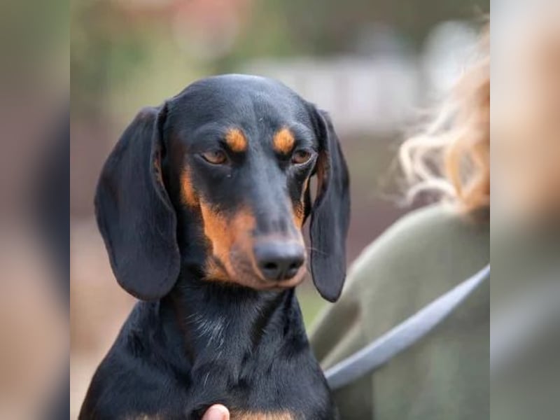 Cassius