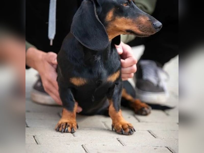 Cassius