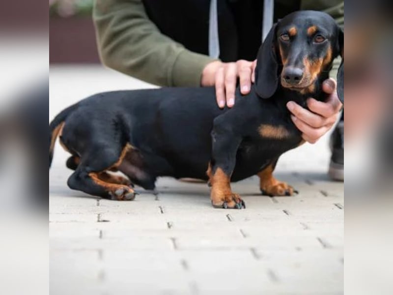 Cassius