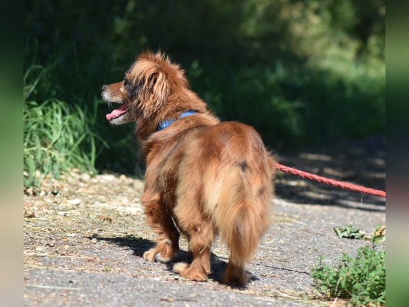 Ricki/Pici (ein Senior) sucht ein konsequentes Zuhause
