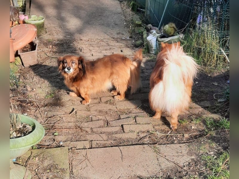 Ricki/Pici (ein Senior) sucht ein konsequentes Zuhause
