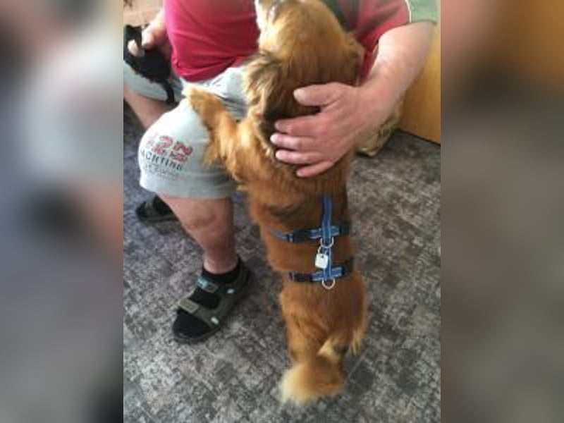Ricki/Pici (ein Senior) sucht ein konsequentes Zuhause