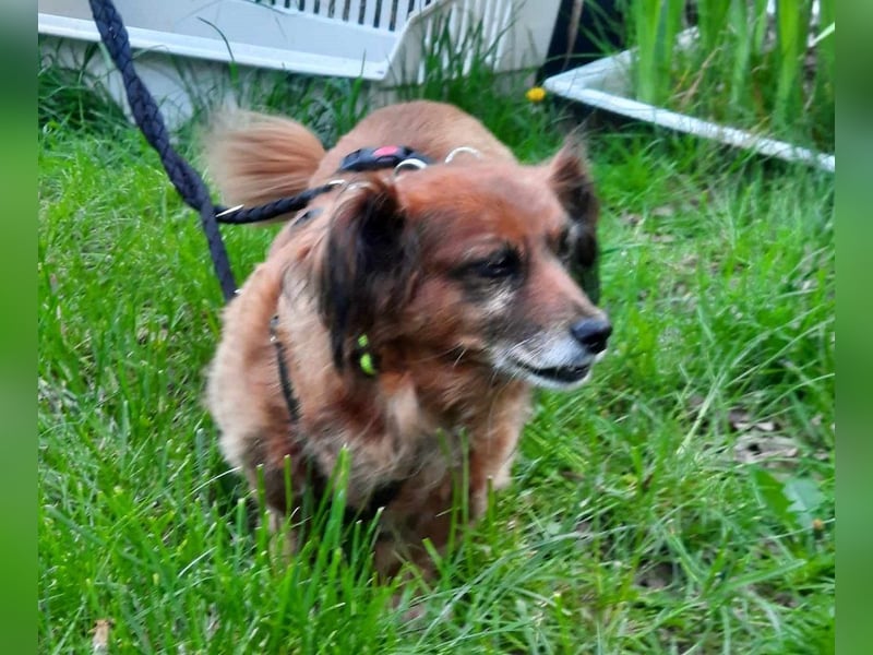 Ricki/Pici (ein Senior) sucht ein konsequentes Zuhause