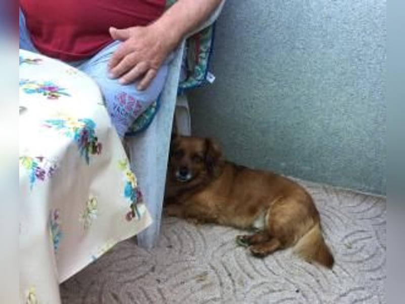Ricki/Pici (ein Senior) sucht ein konsequentes Zuhause