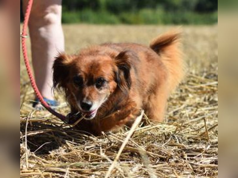 Ricki/Pici (ein Senior) sucht ein konsequentes Zuhause