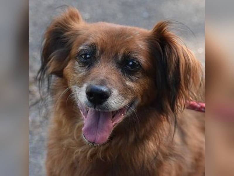 Ricki/Pici (ein Senior) sucht ein konsequentes Zuhause