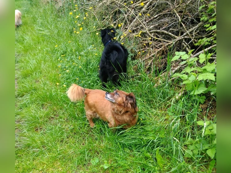 Ricki/Pici (ein Senior) sucht ein konsequentes Zuhause