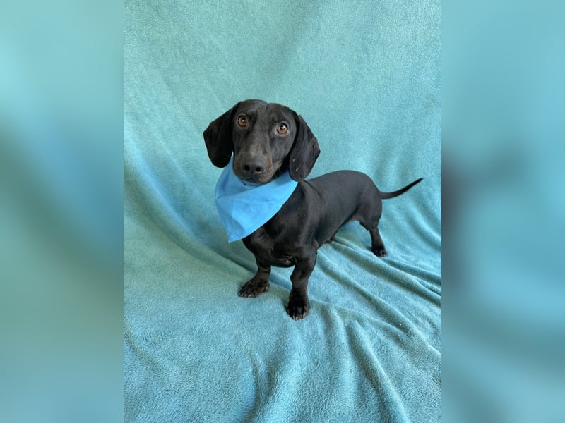 Knut - Kleiner Dackelmann mit großem Herz sucht geduldiges Zuhause