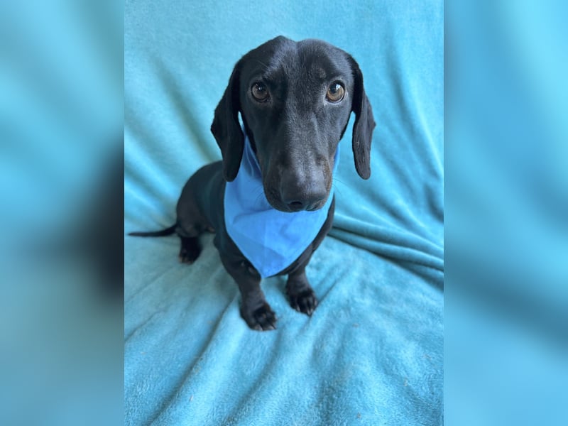 Knut - Kleiner Dackelmann mit großem Herz sucht geduldiges Zuhause