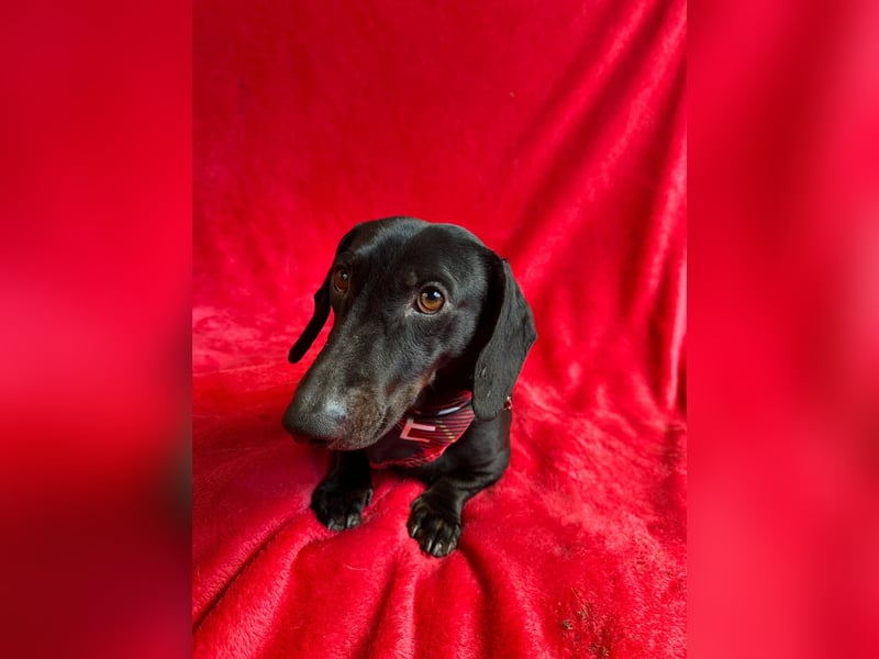 Knut - Kleiner Dackelmann mit großem Herz sucht geduldiges Zuhause