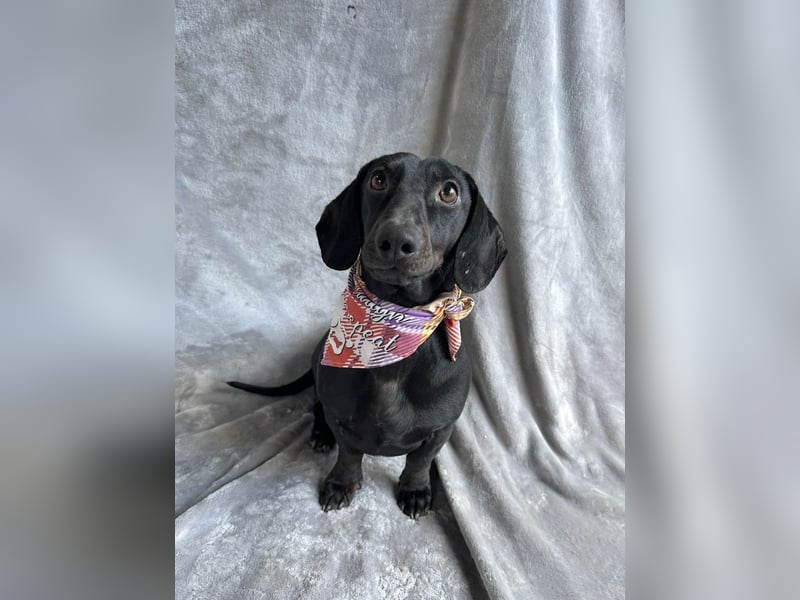 Knut - Kleiner Dackelmann mit großem Herz sucht geduldiges Zuhause