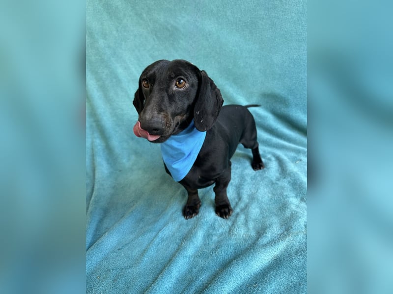 Knut - Kleiner Dackelmann mit großem Herz sucht geduldiges Zuhause