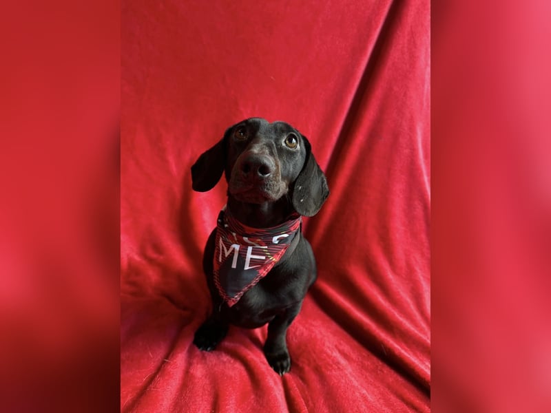 Knut - Kleiner Dackelmann mit großem Herz sucht geduldiges Zuhause