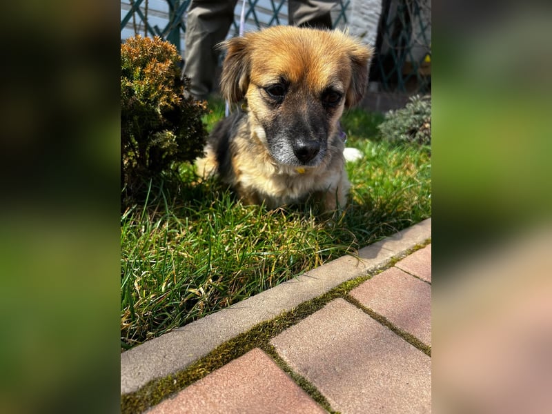 Lipi - liebe Minimaus