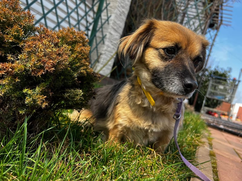 Lipi - liebe Minimaus