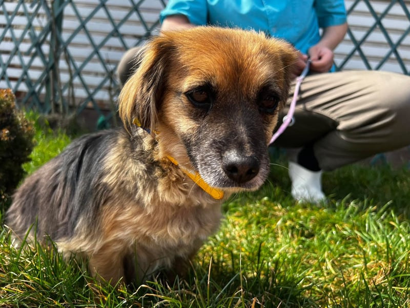 Lipi - liebe Minimaus