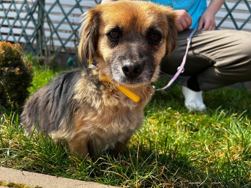 Lipi - liebe Minimaus