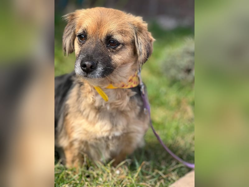 Lipi - liebe Minimaus