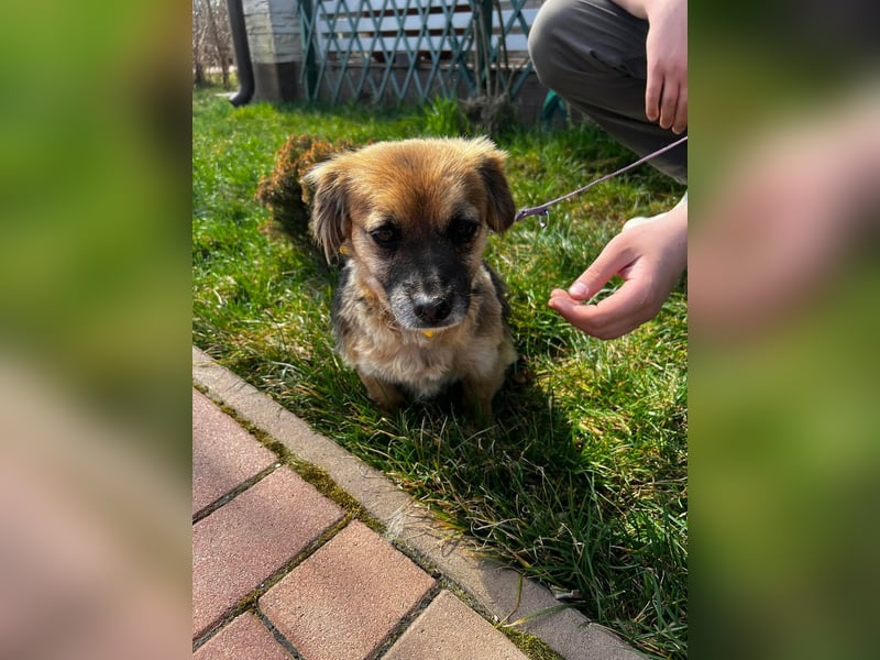 Lipi - liebe Minimaus