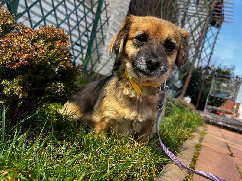 Lipi - liebe Minimaus