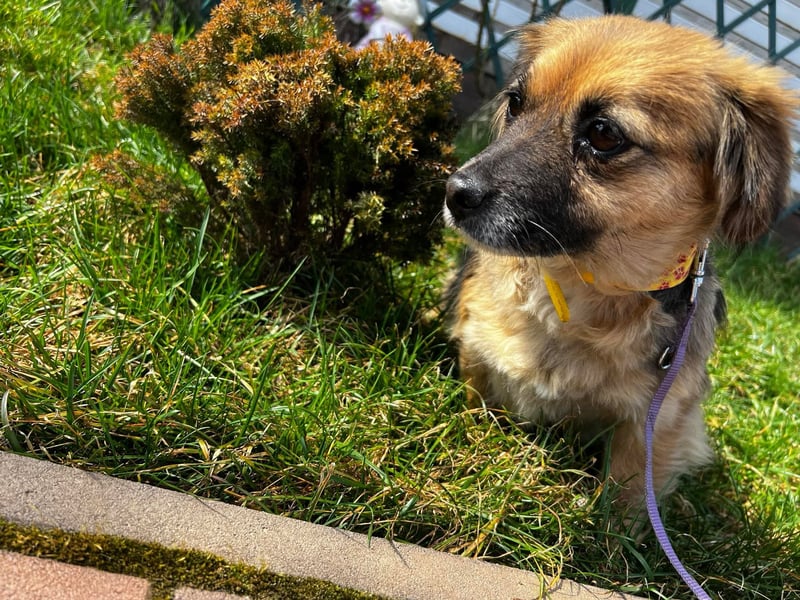 Lipi - liebe Minimaus