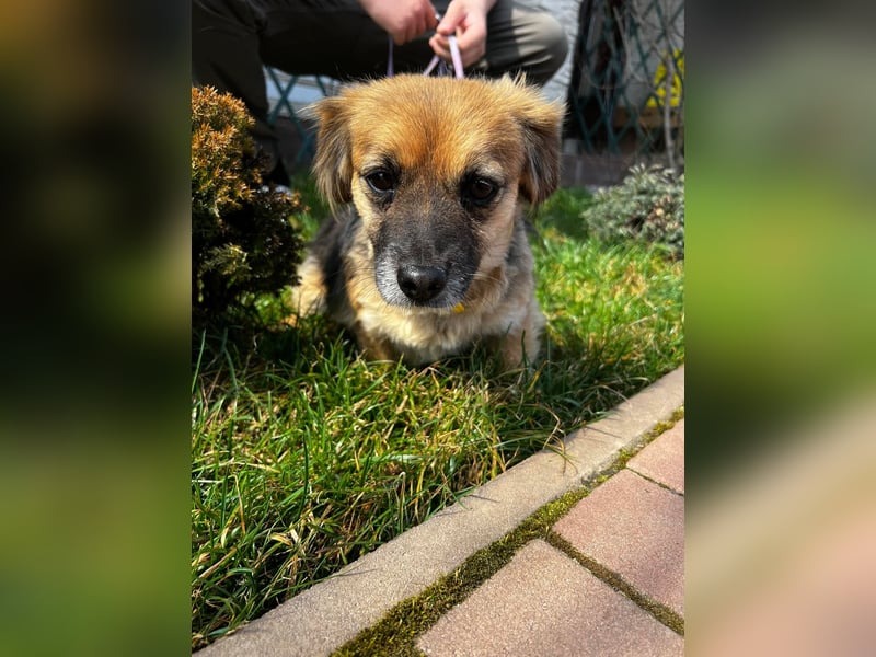 Lipi - liebe Minimaus