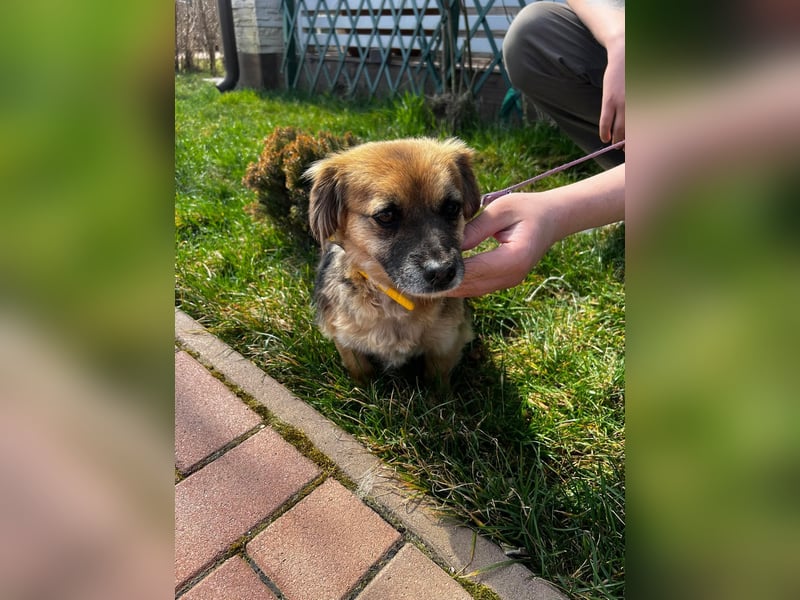 Lipi - liebe Minimaus